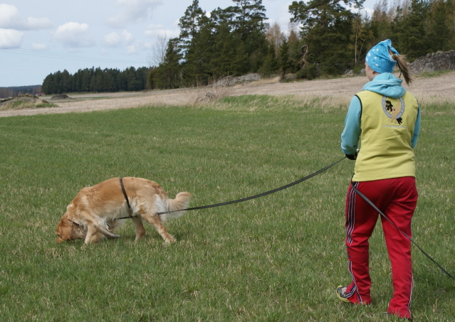 Laku tekee hienon kulman toukokuussa 2012